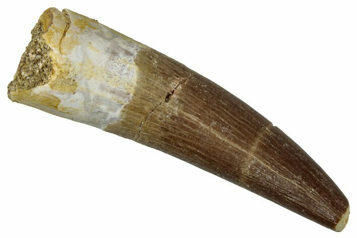 Fossil Plesiosaur (Zarafasaura) Tooth - Morocco #354700